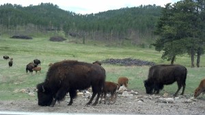 Bison At Custer State Park